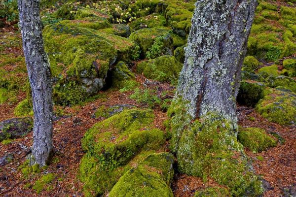 Oregon, Rogue River Wilderness Mossy rocks